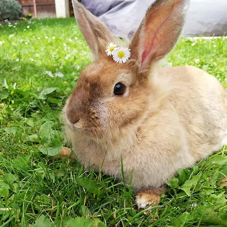 Berger Im Ersten Stock Apartment *