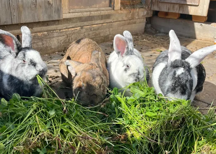 Berger Im Ersten Stock